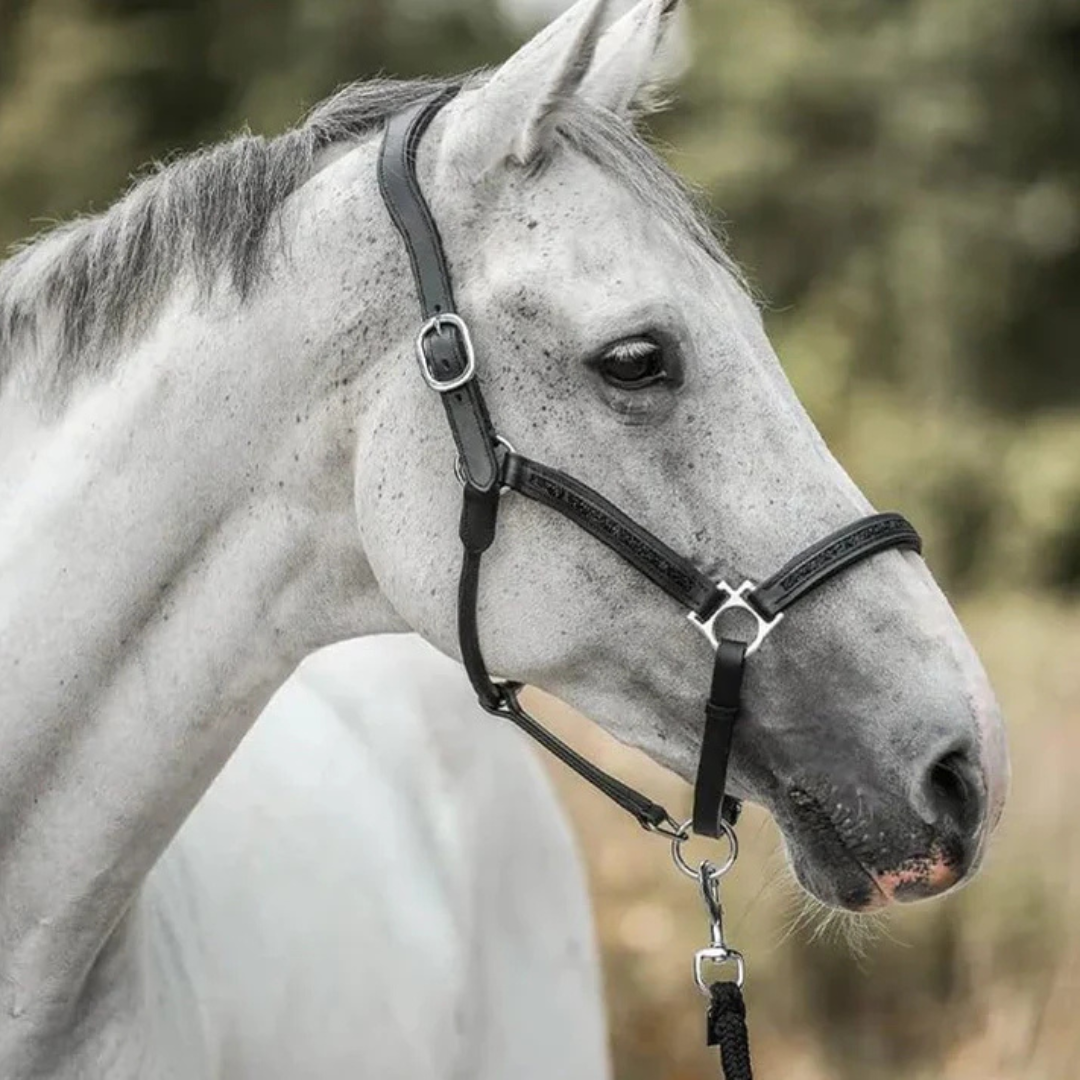 Horse Lover Advent Calendar with 24 Stable Surprises